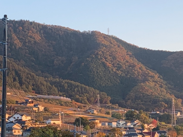 日本のコートドール、葡萄の葉っぱの紅葉