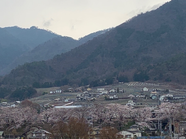 勝沼ぶどう郷　甚六桜　山梨の春